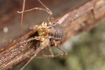 Media type: image;   Invertebrate Zoology 49771